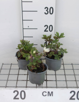 Anemone sylvestris   pot 9x9 cm