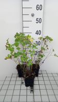 Aquilegia 'Biedermeier'   pot 9x9 cm  