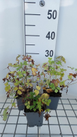 Aquilegia caerulea   pot 9x9 cm