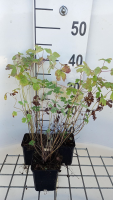 Aquilegia chrysantha 'Yellow Queen'   pot 9x9 cm