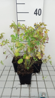 Aquilegia 'Koralle'   pot 9x9 cm
