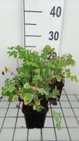 Aquilegia McKana Hybrids   pot 9x9 cm