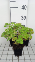 Aquilegia vulgaris 'Nivea'   pot 9x9 cm  