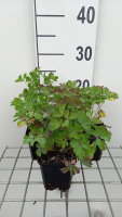 Aquilegia vulgaris 'Ruby Port'   pot 9x9 cm