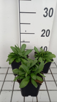 Arabis blepharophylla   pot 9x9 cm  