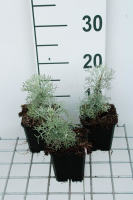 Artemisia 'Canescens'   pot 9x9 cm  