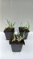 Arrhenatherum elatius 'Variegatum'   pot 9x9 cm