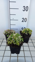Arabis ferdinandi coburgii 'Old Gold'   pot 9x9 cm