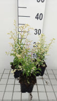 Artemisia lactiflora 'Elfenbein'   pot 9x9 cm