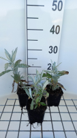 Artemisia ludoviciana 'Valerie Finnis'   pot 9x9 cm
