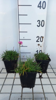 Armeria maritima 'Splendens'   pot 9x9 cm