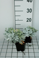 Artemisia stelleriana 'Boughton Silver'   pot 9x9 cm  