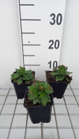 Aster ageratoides 'Asmdiameter '   pot 9x9 cm