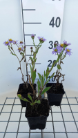 Aster amellus 'Dr Otto Petschek'   pot 9x9 cm