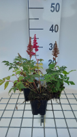 Astilbe 'Etna'   pot 9x9 cm  