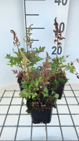 Astilbe 'Irrlicht'   pot 9x9 cm  
