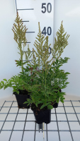 Astilbe 'Snowdrift'   pot 9x9 cm