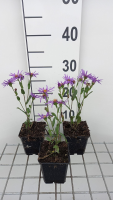 Aster amellus 'Sonora'   pot 9x9 cm
