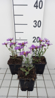 Aster amellus 'Veilchenkönigin'   pot 9x9 cm