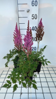 Astilbe chinensis 'Purpurkerze'   pot 9x9 cm