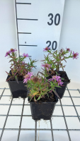Aster 'Alice Haslam'   pot 9x9 cm