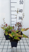 Aster divaricatus 'Eastern Star'   pot 9x9 cm