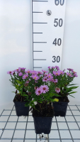 Aster 'Rosenwichtel'   pot 9x9 cm  