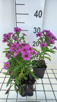 Aster 'Starlight'   pot 9x9 cm  
