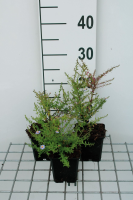 Aster ericoides 'Blue Star'   pot 9x9 cm