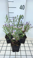 Aster 'Blue Wonder'   pot 9x9 cm