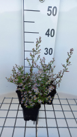 Aster ericoides 'Erlkönig'   pot 9x9 cm