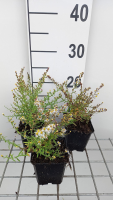 Aster ericoides 'Golden Spray'   pot 9x9 cm