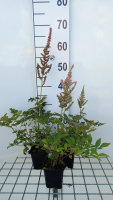 Astilbe 'Erika'   pot 9x9 cm