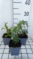 Aster x frikartii 'Wunder von Stäfa'   pot 9x9 cm