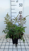 Astilbe 'Gladstone'   pot 9x9 cm