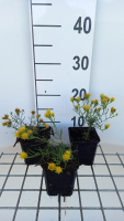 Aster linosyris   pot 9x9 cm