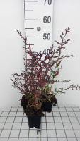 Aster lateriflorus 'Lady in Black'   pot 9x9 cm  