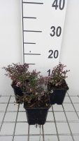 Aster lateriflorus 'Prince'   pot 9x9 cm  