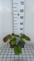 Aster macrophyllus 'Albus'   pot 9x9 cm