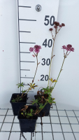 Astrantia major 'Claret'   pot 9x9 cm  