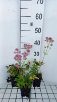 Astrantia major 'Pink Pride'   pot 9x9 cm  
