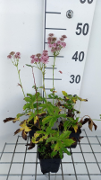 Astrantia major 'Rosea'   pot 9x9 cm  