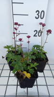 Astrantia major 'Star of Love'   pot 9x9 cm