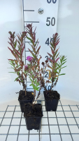 Aster novae angliae 'Andenken an Paul Gerber'   pot 9x9 cm