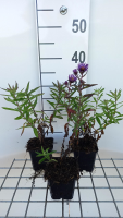 Aster novae angliae 'Barr's Blue'   pot 9x9 cm