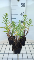Aster novae angliae 'Herbstschnee'   pot 9x9 cm