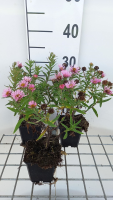 Aster novae angliae 'Harrington's Pink'   pot 9x9 cm  