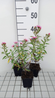 Aster novae angliae 'Rudelsburg'   pot 9x9 cm  