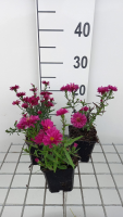 Aster novi belgii 'Royal Ruby'   pot 9x9 cm  