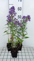 Aster novi belgii 'Schöne von Dietlikon'   pot 9x9 cm  